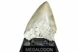 Serrated, Fossil Megalodon Tooth - North Carolina #338494-2